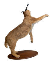 Load image into Gallery viewer, Standing Caracal-Full Body Mount Taxidermy
