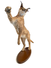 Load image into Gallery viewer, Standing Caracal-Full Body Mount Taxidermy
