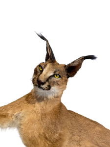 Standing Caracal-Full Body Mount Taxidermy