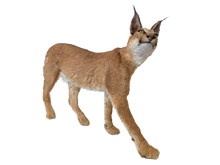 Load image into Gallery viewer, Caracal-Full Body Mount Taxidermy
