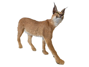 Caracal-Full Body Mount Taxidermy