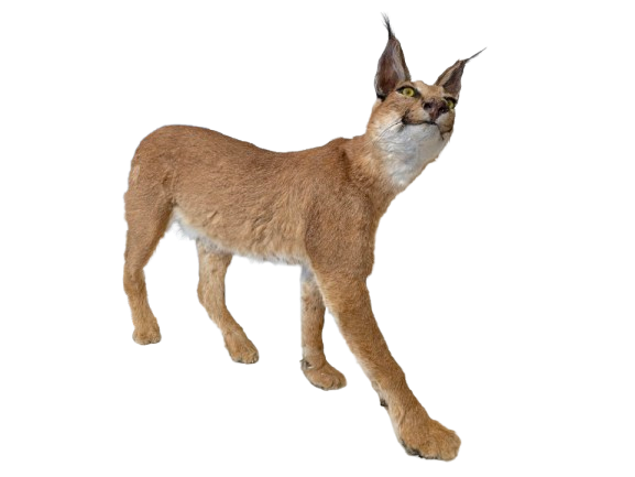 Caracal-Full Body Mount Taxidermy