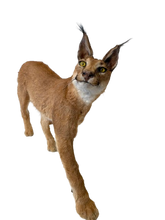 Load image into Gallery viewer, Caracal-Full Body Mount Taxidermy
