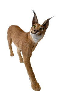 Caracal-Full Body Mount Taxidermy