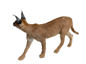 Caracal-Full Body Mount Taxidermy