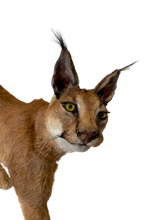 Load image into Gallery viewer, Caracal-Full Body Mount Taxidermy
