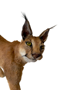 Caracal-Full Body Mount Taxidermy