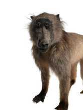 Load image into Gallery viewer, Anubis Baboon Full Mount Taxidermy
