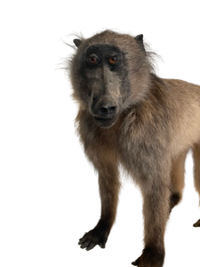 Anubis Baboon Full Mount Taxidermy