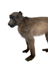 Load image into Gallery viewer, Anubis Baboon Full Mount Taxidermy
