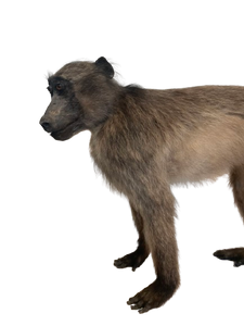 Anubis Baboon Full Mount Taxidermy