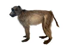 Load image into Gallery viewer, Anubis Baboon Full Mount Taxidermy
