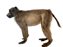 Load image into Gallery viewer, Anubis Baboon Full Mount Taxidermy
