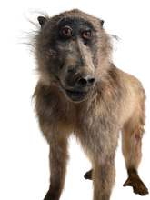 Load image into Gallery viewer, Anubis Baboon Full Mount Taxidermy
