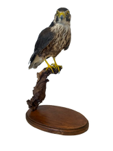 Load image into Gallery viewer, Lanner Falcon Taxidermy
