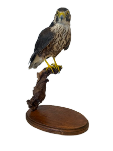 Lanner Falcon Taxidermy