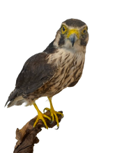 Load image into Gallery viewer, Lanner Falcon Taxidermy
