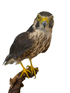 Lanner Falcon Taxidermy