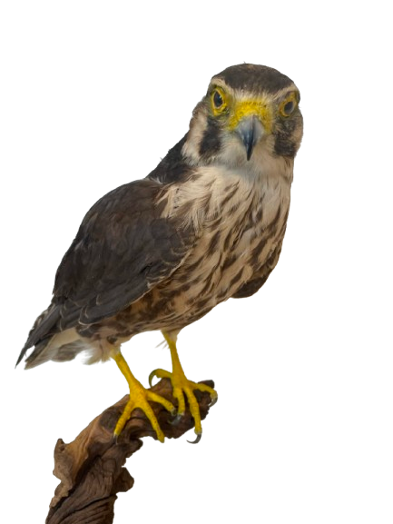 Lanner Falcon Taxidermy