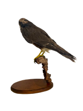 Load image into Gallery viewer, Lanner Falcon Taxidermy
