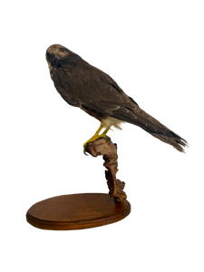 Lanner Falcon Taxidermy