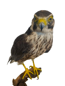 Lanner Falcon Taxidermy