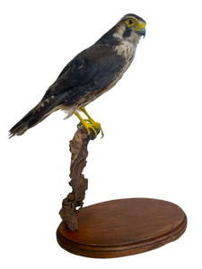 Lanner Falcon Taxidermy