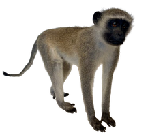 Load image into Gallery viewer, Vervet Monkey Full Body Mount Taxidermy
