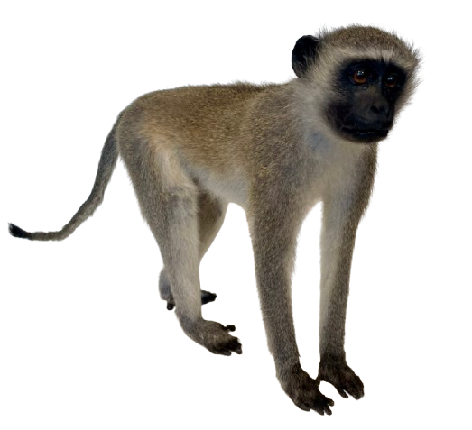 Vervet Monkey Full Body Mount Taxidermy