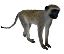 Load image into Gallery viewer, Vervet Monkey Full Body Mount Taxidermy
