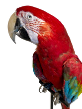 Load image into Gallery viewer, Large African Macaw Taxidermy
