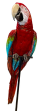 Load image into Gallery viewer, Large African Macaw Taxidermy
