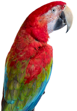 Load image into Gallery viewer, Large African Macaw Taxidermy
