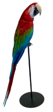 Load image into Gallery viewer, Large African Macaw Taxidermy
