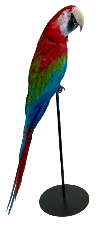 Large African Macaw Taxidermy
