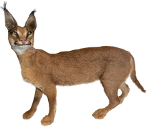 Load image into Gallery viewer, Caracal #2 Full Body Mount Taxidermy
