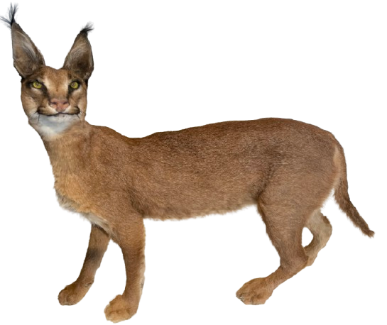 Caracal #2 Full Body Mount Taxidermy