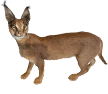 Load image into Gallery viewer, Caracal #2 Full Body Mount Taxidermy
