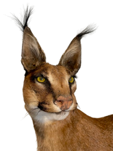 Load image into Gallery viewer, Caracal #2 Full Body Mount Taxidermy
