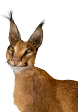 Load image into Gallery viewer, Caracal #2 Full Body Mount Taxidermy
