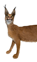 Load image into Gallery viewer, Caracal #2 Full Body Mount Taxidermy
