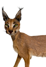 Load image into Gallery viewer, Caracal #1 Full Body Mount Taxidermy
