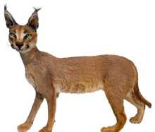 Load image into Gallery viewer, Caracal #1 Full Body Mount Taxidermy
