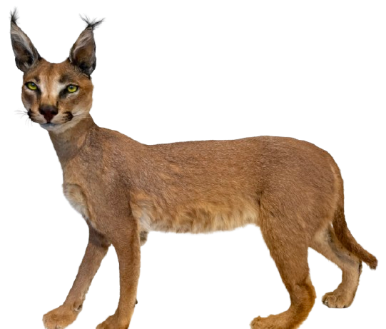 Caracal #1 Full Body Mount Taxidermy