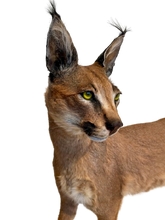Load image into Gallery viewer, Caracal #1 Full Body Mount Taxidermy
