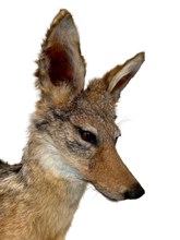 Load image into Gallery viewer, Jackal #2 Taxidermy
