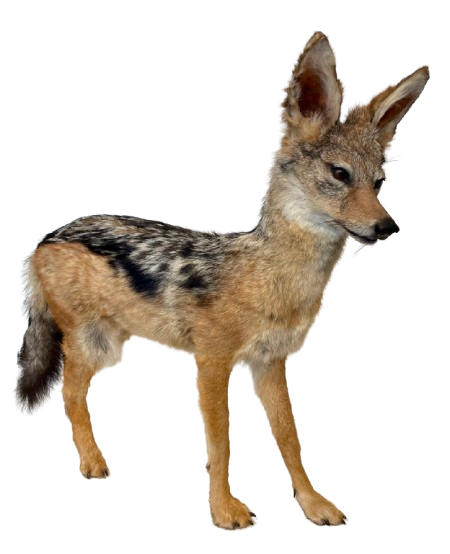 Jackal #2 Taxidermy