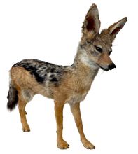 Load image into Gallery viewer, Jackal #2 Taxidermy
