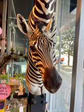 Load image into Gallery viewer, Zebra Bust #2 Taxidermy
