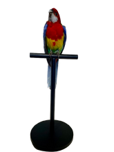 Load image into Gallery viewer, Mounted Taxidermy Rosella 1
